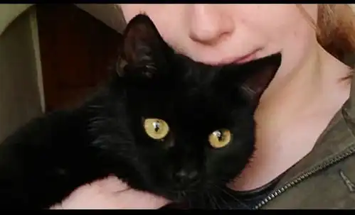  小黑猫莫名其妙失踪了,邻居家狗狗的异常行为,让事情真相大白