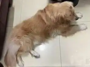  女友居然对爱犬做出这种事,小伙果断分手