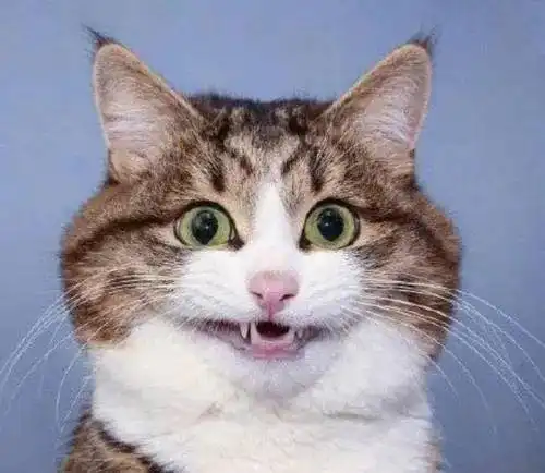 猫猫表情包高清开心笑话