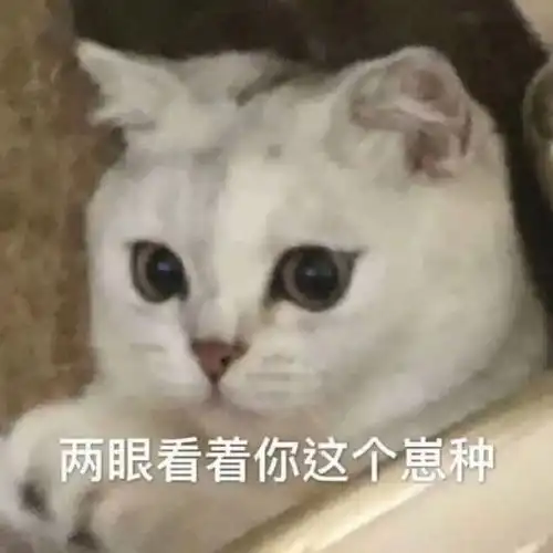 亲亲表情包可爱无水印猫