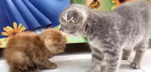  可怜的小猫被猫妈妈一家排斥,看到它惊慌失措的表情,主人好心疼