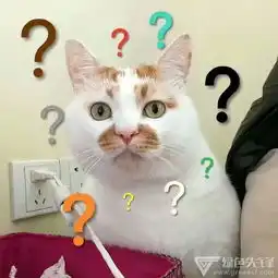  要你管哦你个鳖孙猫咪表情包下载猫咪聊天表情包免费版