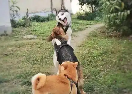 哈士奇跟德牧打架,每一张都是表情包