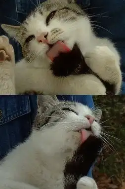  令校园女生疯狂的可爱猫咪表情