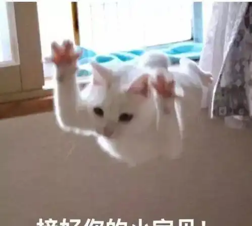 小黑猫的表情包第一次