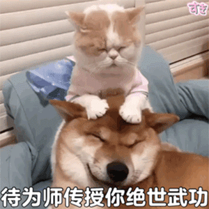 滑稽表情包图片动态单身