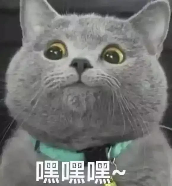 网红猫表情包500张图
