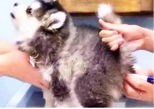  带狗狗去体检,狗狗被医生猛戳屁屁,看到狗狗的表情女主人傻眼了