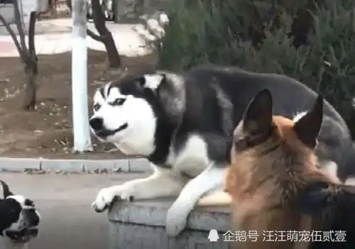  二哈作死被德牧围堵,吵架表情成亮点,网友不愧是狗中极品