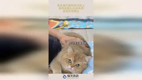  男友睡在猫咪的凉席上,猫咪竟露出这种表情,直接怀疑猫生