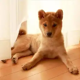  柴犬论养了只表情包是什么感觉