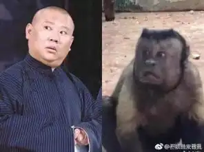  动物园这只猴子自带表情包网友身体里住着人类的灵魂