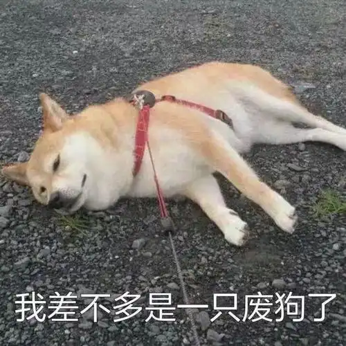  铲屎官必看关于养狗的那些法律事儿