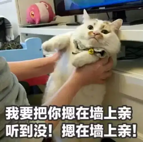  猫猫表情包我要把你摁在墙上,亲亲