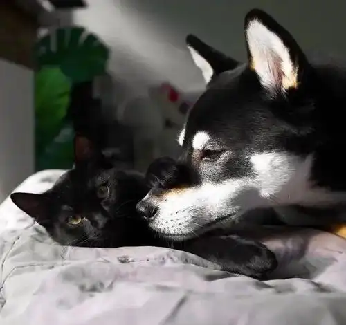  露台上每天一碗水,愿者上钩,竟真的钓来了一只萌萌小黑猫