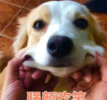  二哈陪小主人玩,接下来的一幕让主人哭笑不得二哈表示不行吗