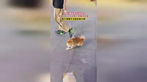  一只会旋转骂街的柴犬,狗狗忍不住化身一条固执的鱼,是只情绪不太稳定的小狗