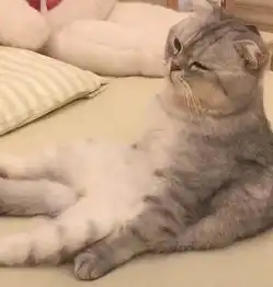  猫做完绝育被主人关在房间,三小时后,主人偷偷从门缝看到了这幕