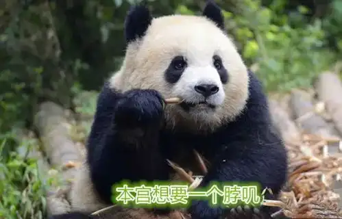  你凭什么坐拥100多只熊猫
