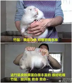  每天都有一万种吃竹鼠的理由不仅被吃还被做成表情包