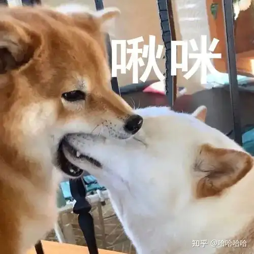一只柴犬抱着鱼表情包羡