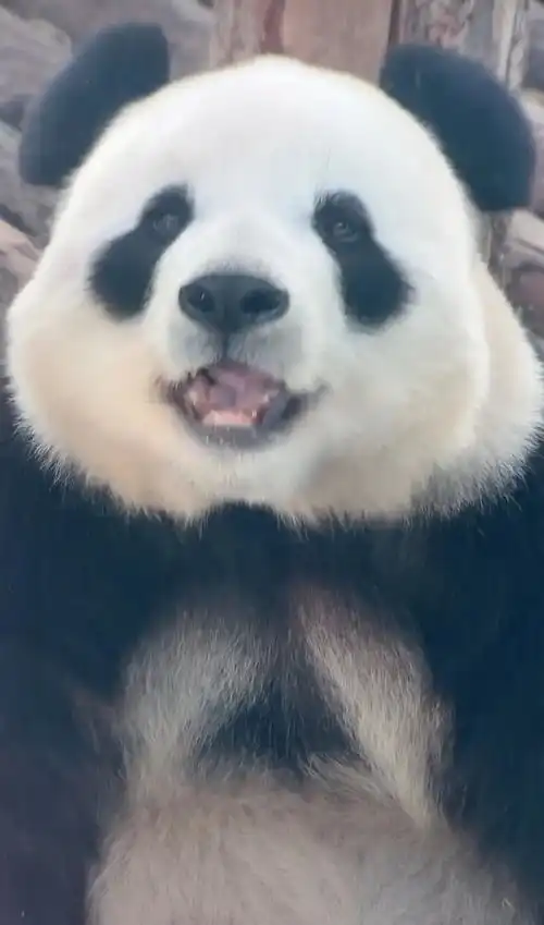  爱笑的大胖熊猫飞云笑容合集