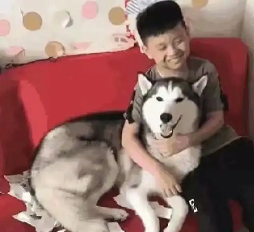 二哈咬碎作业本,儿子都要哭了