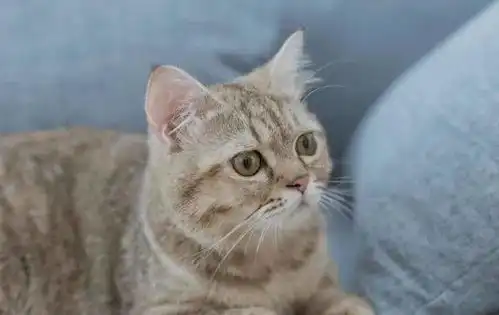  主人为猫咪包办婚姻,猫咪誓死抵抗,委屈的小表情笑死人