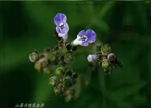  为什么qq玩骰子最后会变成别的表情