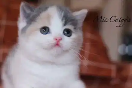  铲屎官给猫咪照相,猫咪的表情太搞笑了