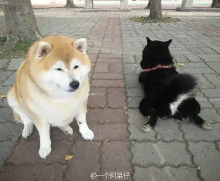 一只柴犬抱着鱼表情包秋