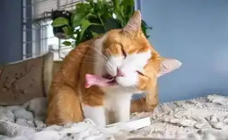  在院子里摆了点猫薄荷,午觉睡醒,发现赚翻了