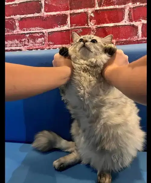  主人突然对猫咪进行壁咚,它的表情好好笑别过来,你想要干嘛