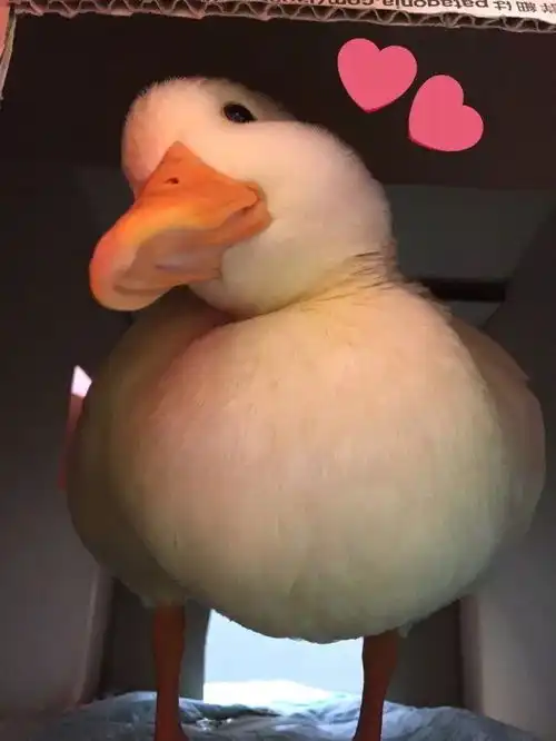 简笔画鸭子表情包头像