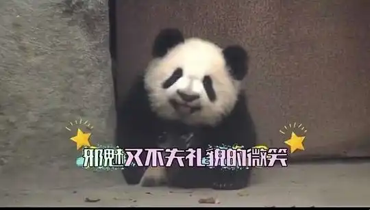  浠墨的相册大熊猫表情包