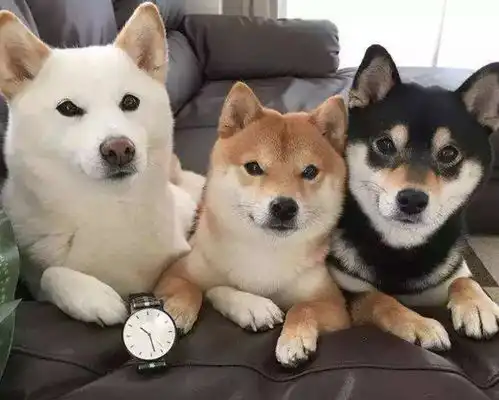  纯种柴犬多少钱一只