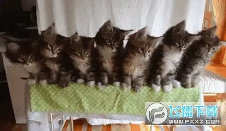  抖音蹦迪猫动图下载抖音评论三只猫咪点头图片全套2.0最新版下载飞翔下载