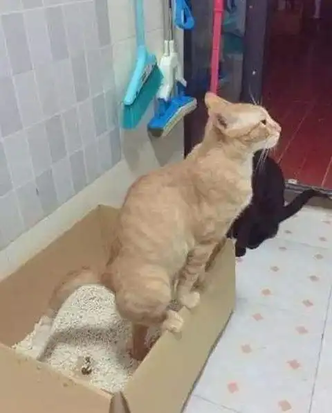  橘猫便便时总要站着,回头一看不小心掉在了外面,小表情太逗了