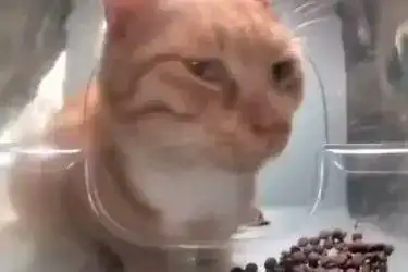 正在排便的表情包排便