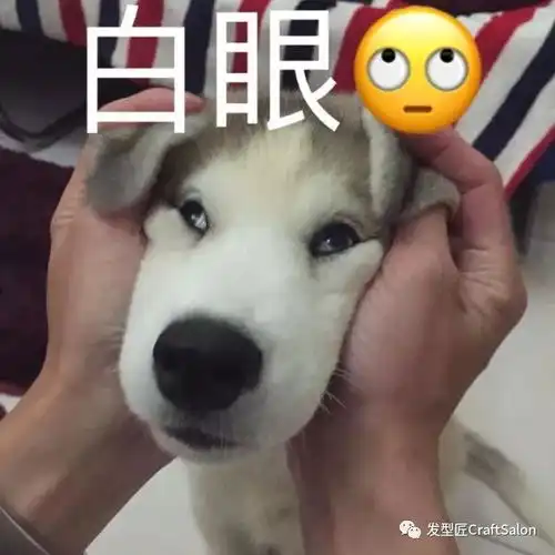 狗狗白眼表情包