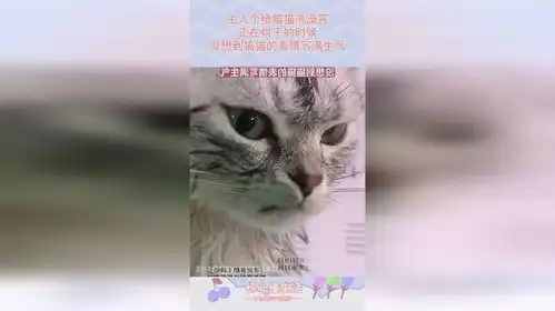 想干你表情包猫粮