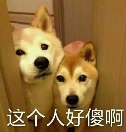 傻眼表情包狗狗柴犬