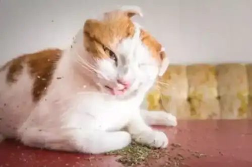  小哥拿猫薄荷去戏弄大猫,满脸无畏,老虎的反应围观了很多人