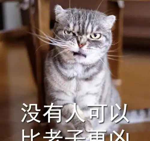  天不怕地不怕,就怕小鸭爱打架,猫走开啦,不想理你鸭