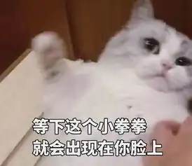  高清无水印萌猫表情包生气时也要萌萌哒,迷死你的那个他