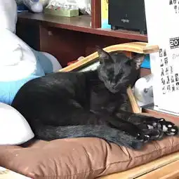  粉丝家的这只黑猫撒娇的表情太魔性了