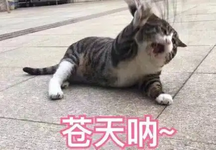  发福成油腻大妈,白百何自曝害怕公开讲话,范冰冰的表情亮了