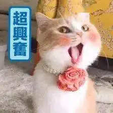  太美啦鸟类中的大熊猫现身海口东寨港附高清大图