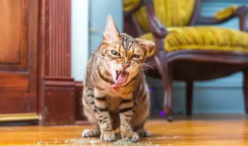  猫咪吃薄荷,却吃出了神游的感觉,活生生的一组表情包