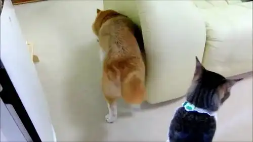  可爱萌宠,柴犬太怂了,在猫咪面前大气不敢喘的样子